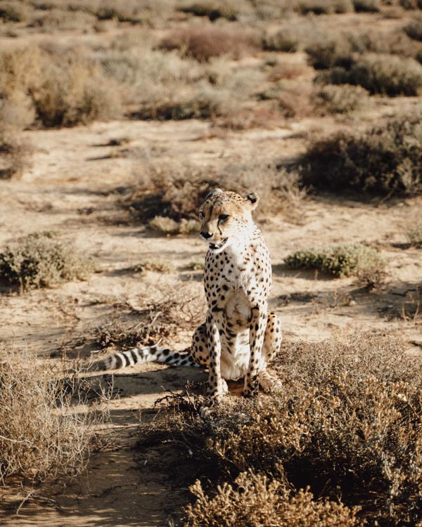 cheetah rehabilitation inverdoorn