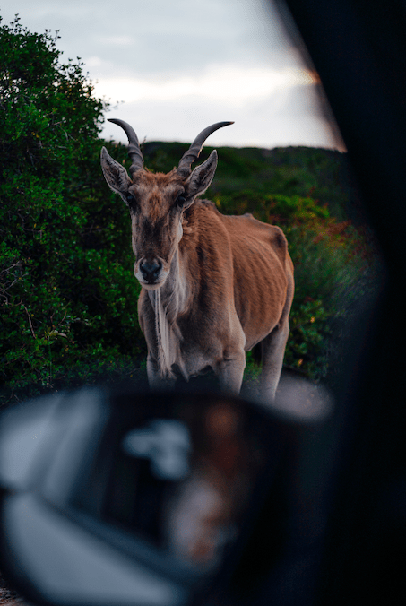 de hoop game drive 